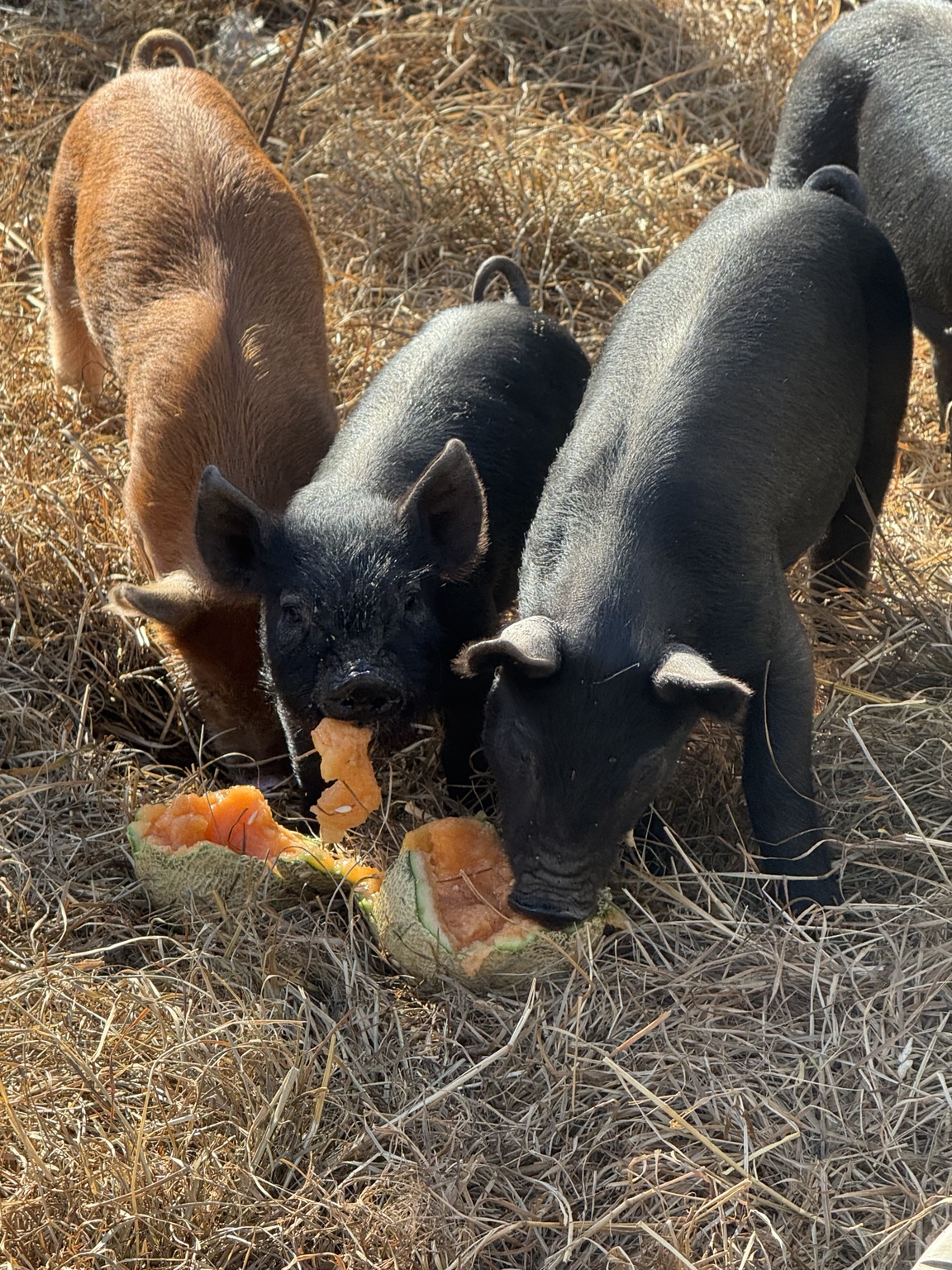 Triple P Acres pig enjoying cantaloupe