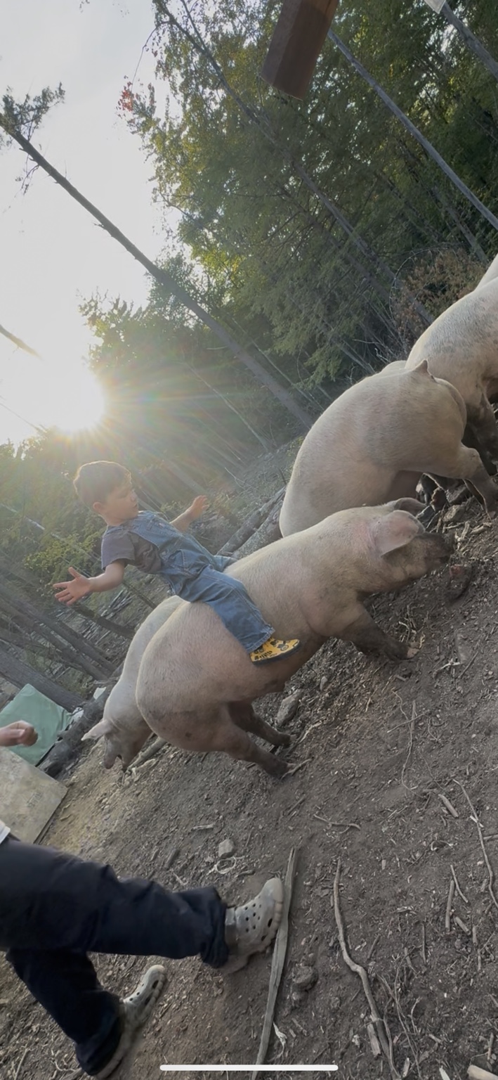Family farm life with pigs at Triple P Acres