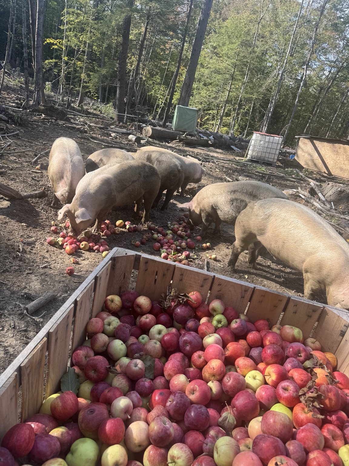 Piglets at Triple P Acres