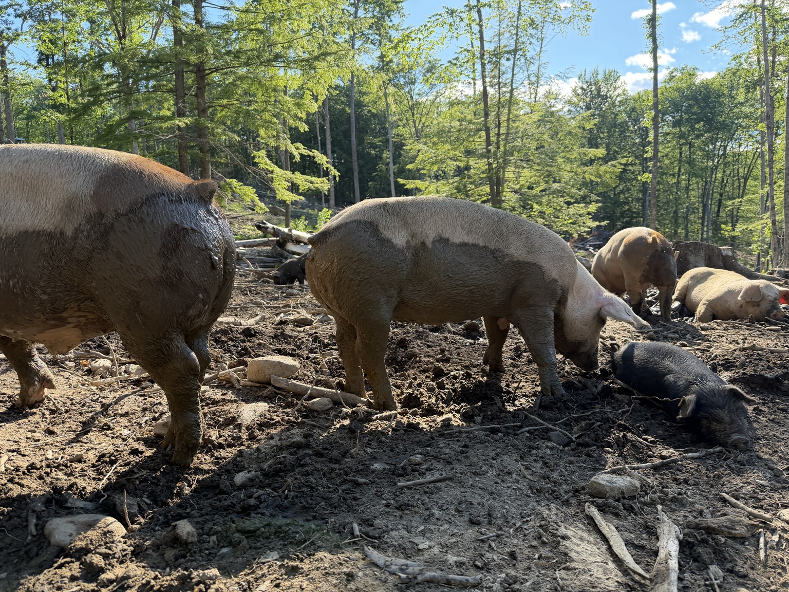 Piglets enjoying produce